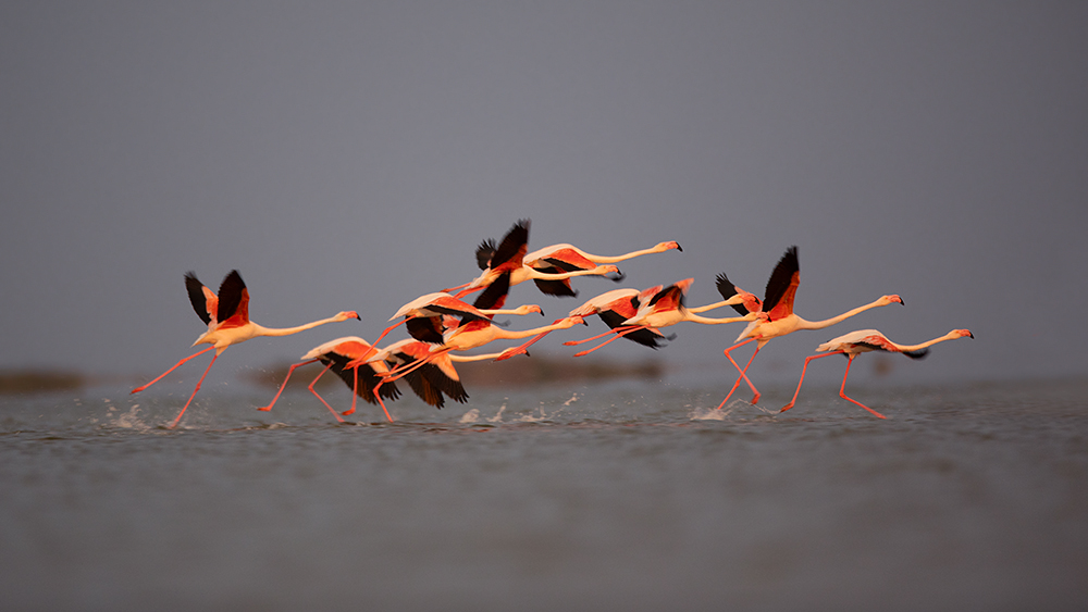 in der Camargue IV