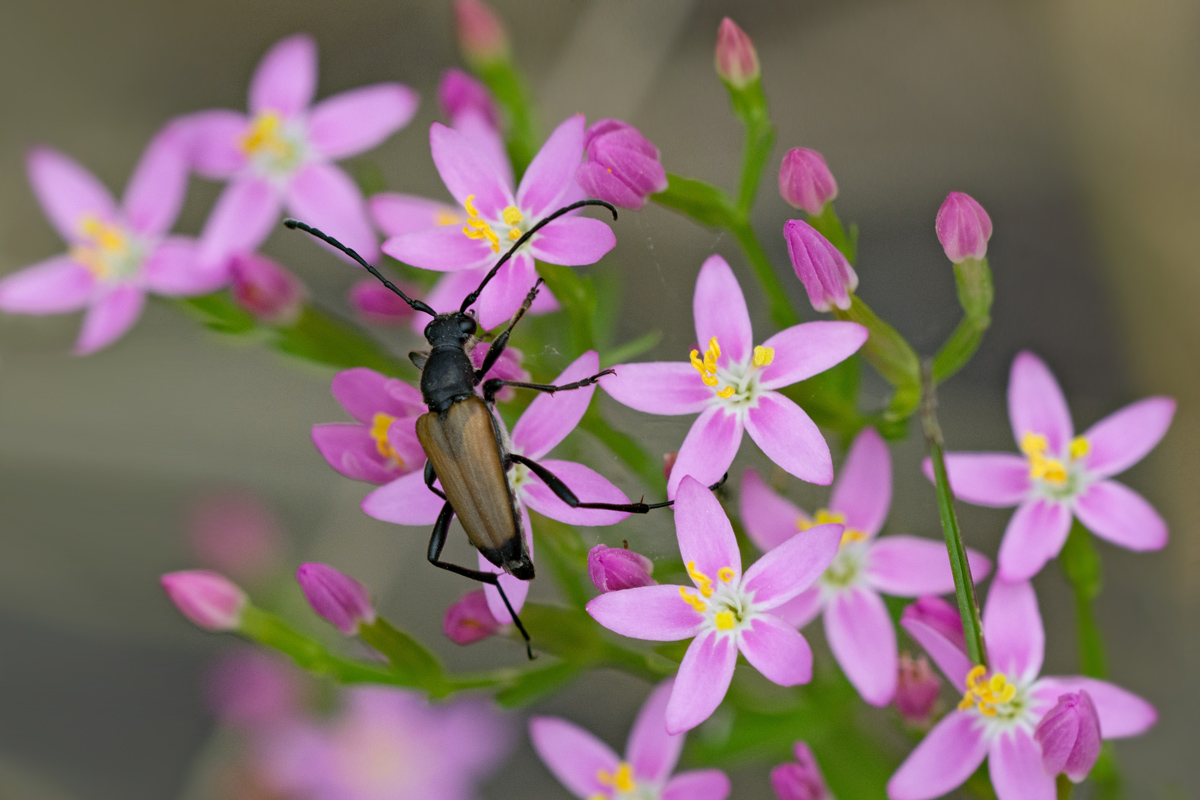 Ein Bockkäfer auf der Waldwiese