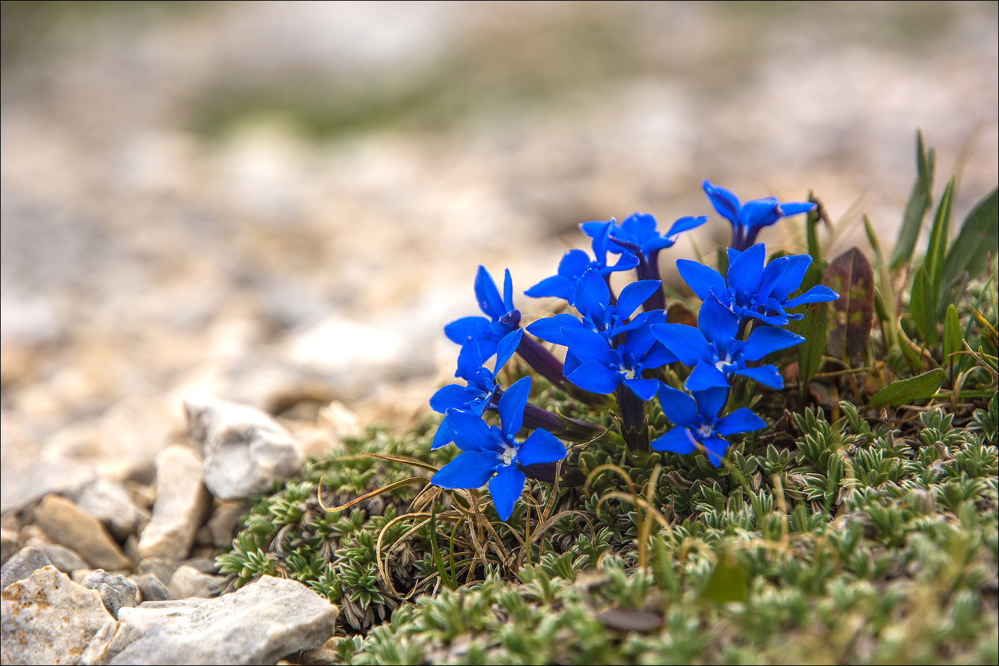 °°° blue °°°