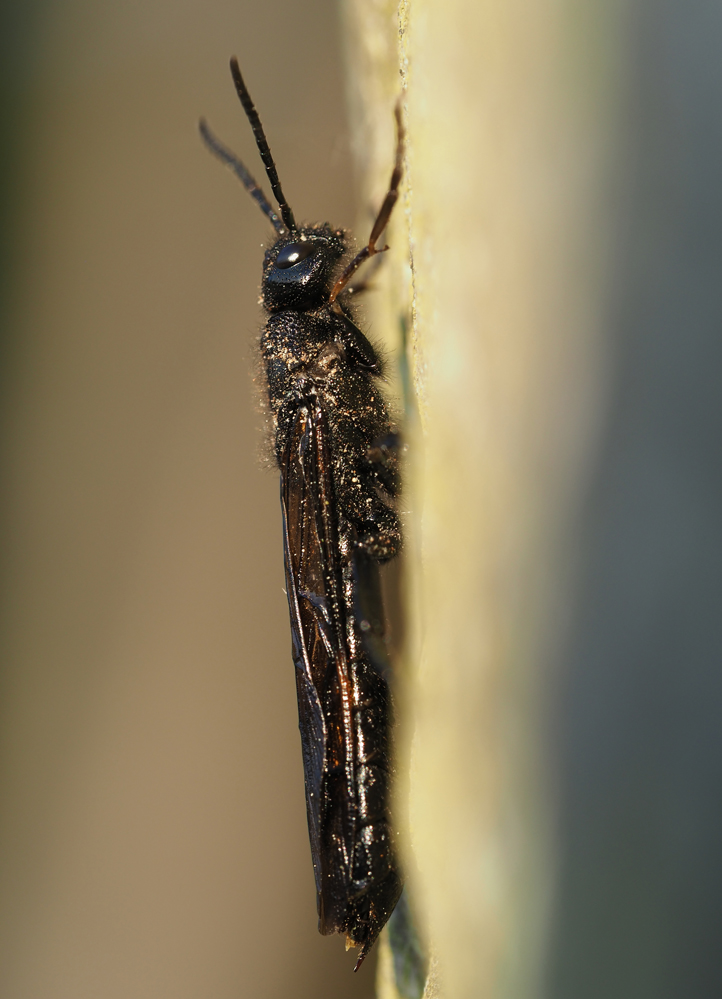Wirt der Riesenschlupfwespe