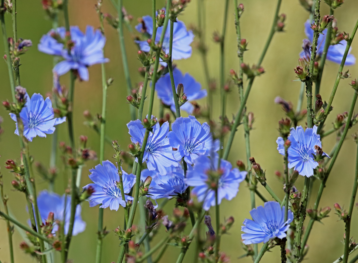 Nun ist´s wirklich Sommer...