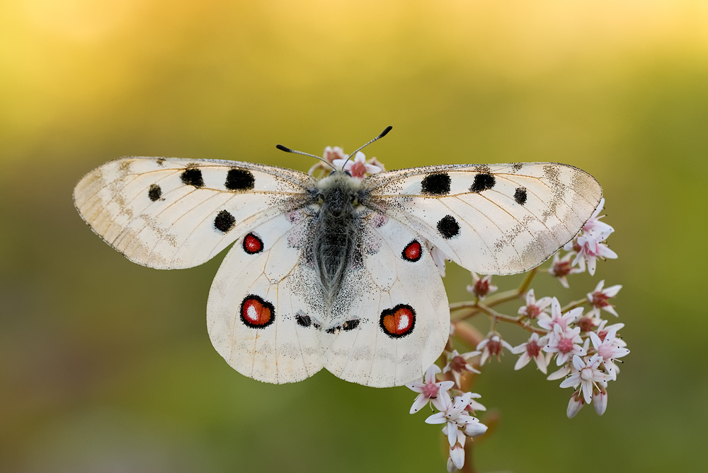 Parnassius