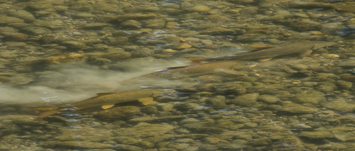 Laichzeit bei den Flussbarben