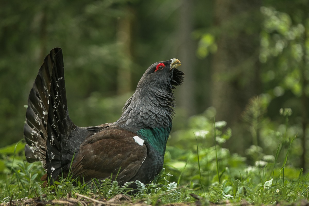 Auerhahn