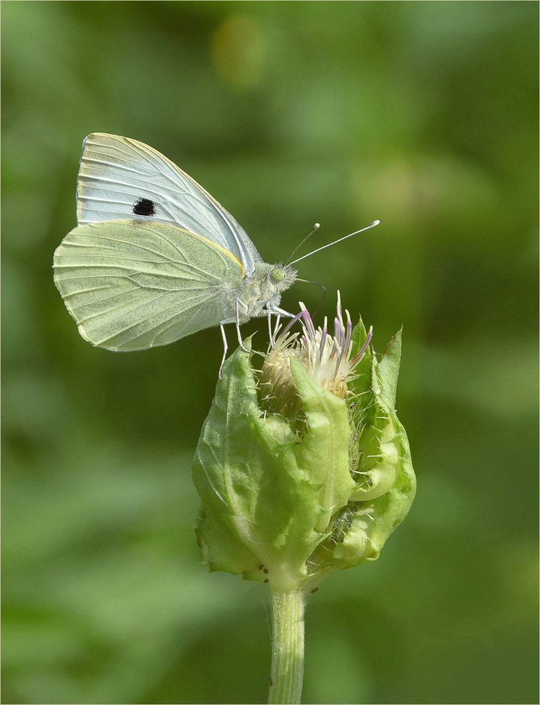 Großer Kohlweißling auf Kohldistel ...