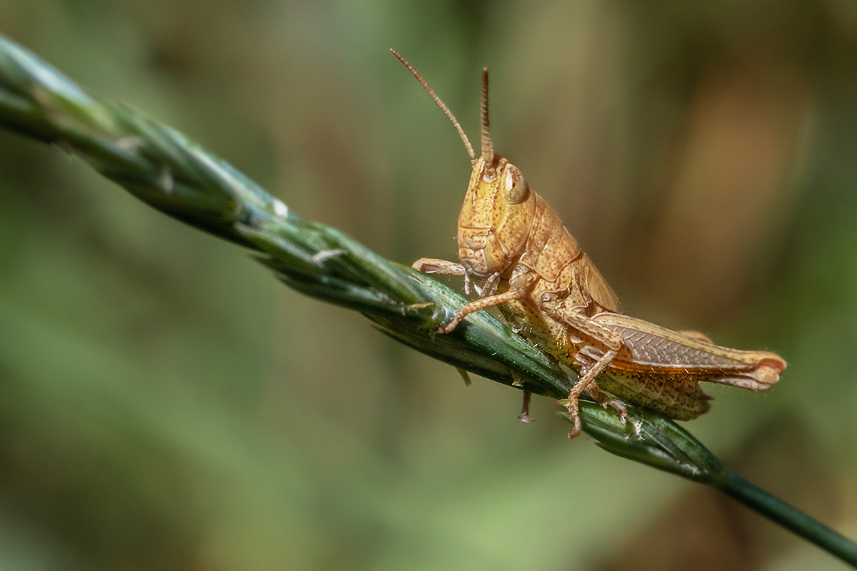 Grashüpfer