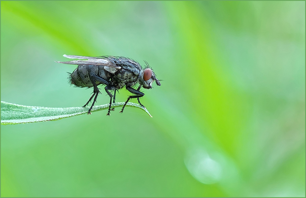 *kleine Fliege im Grünen*