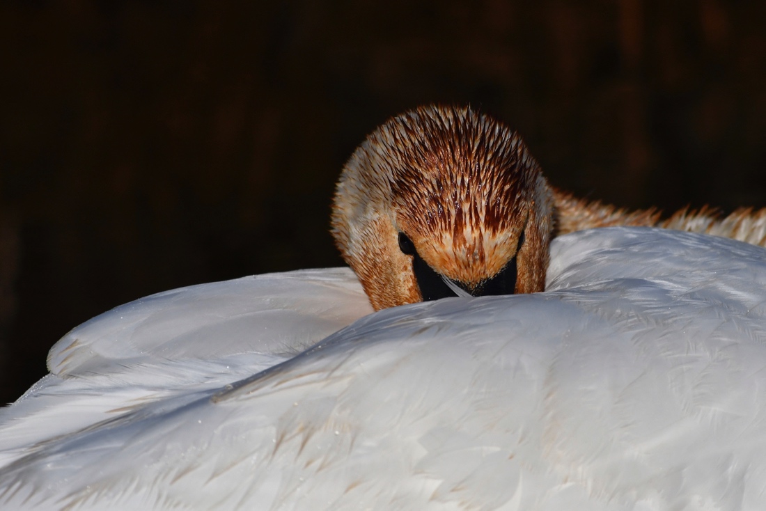 "Bartschwan"