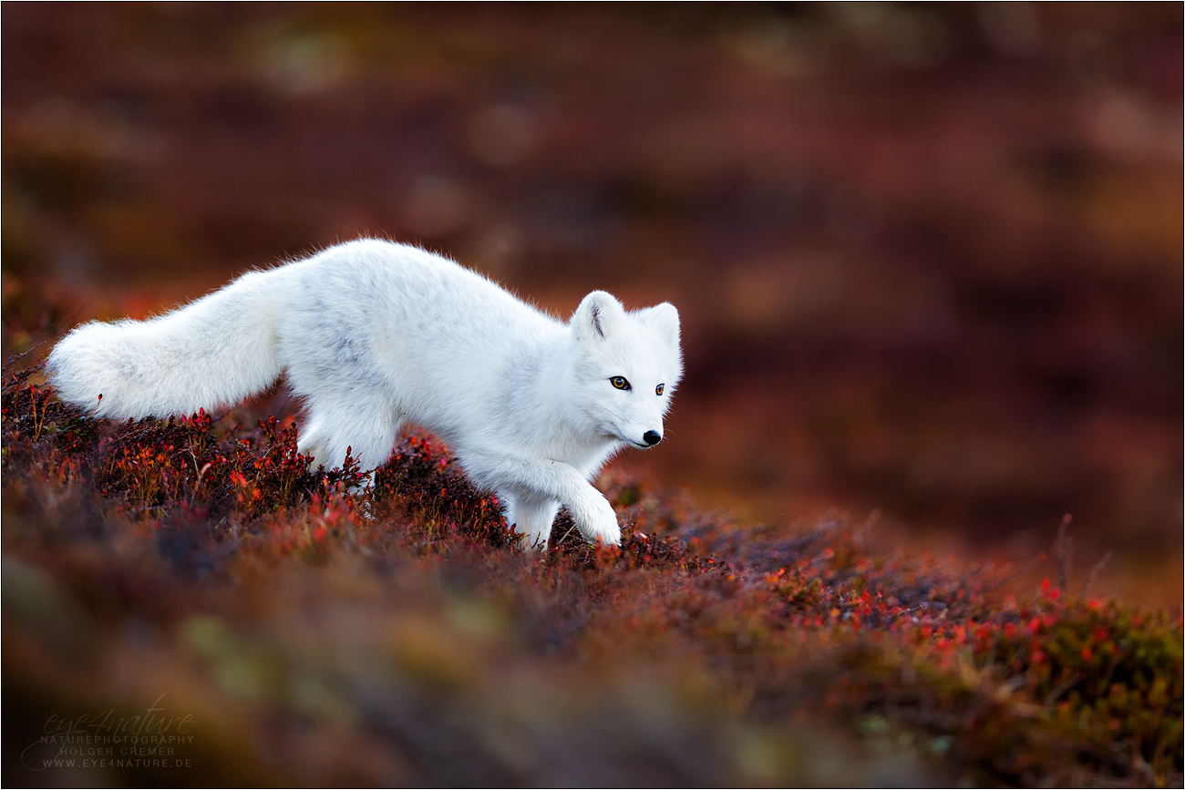 Polarfuchs - Arctic Fox