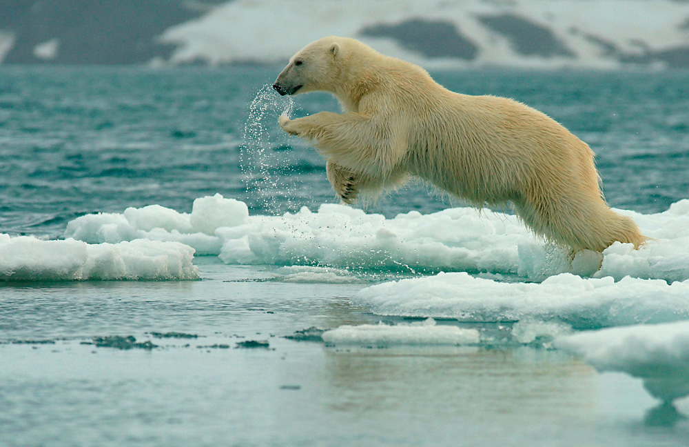 Eisbär