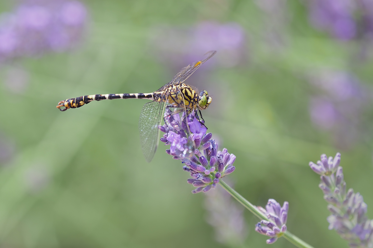 Die kleine Zangenlibelle