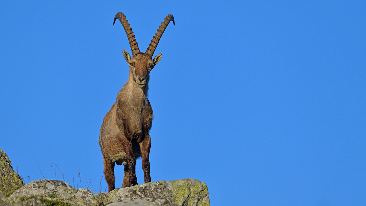 Steinbock