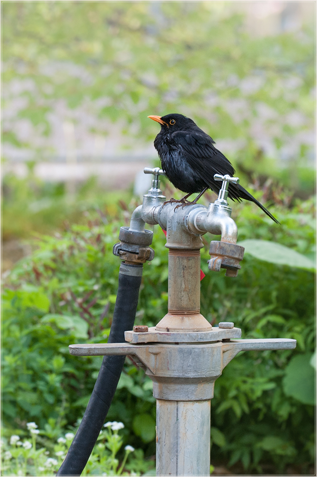 Wasserhahn