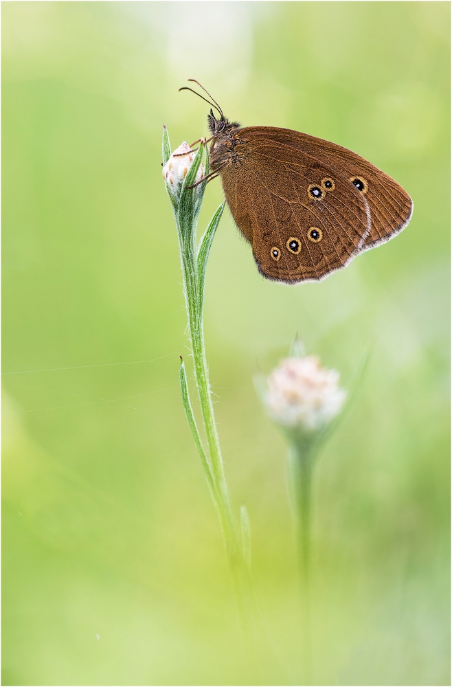 Aphantopus hyperantus, Schornsteinfeger