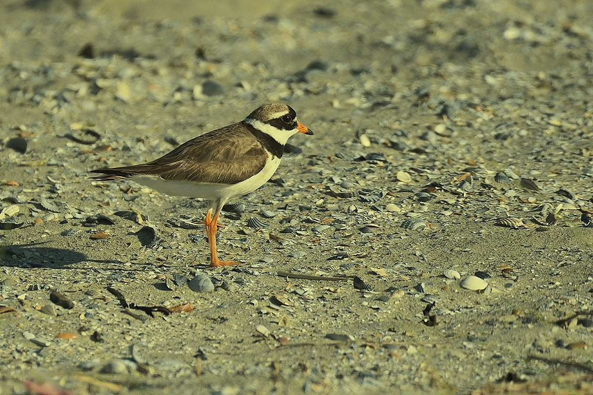 Sandregenpfeifer (Charadrius hiaticula)