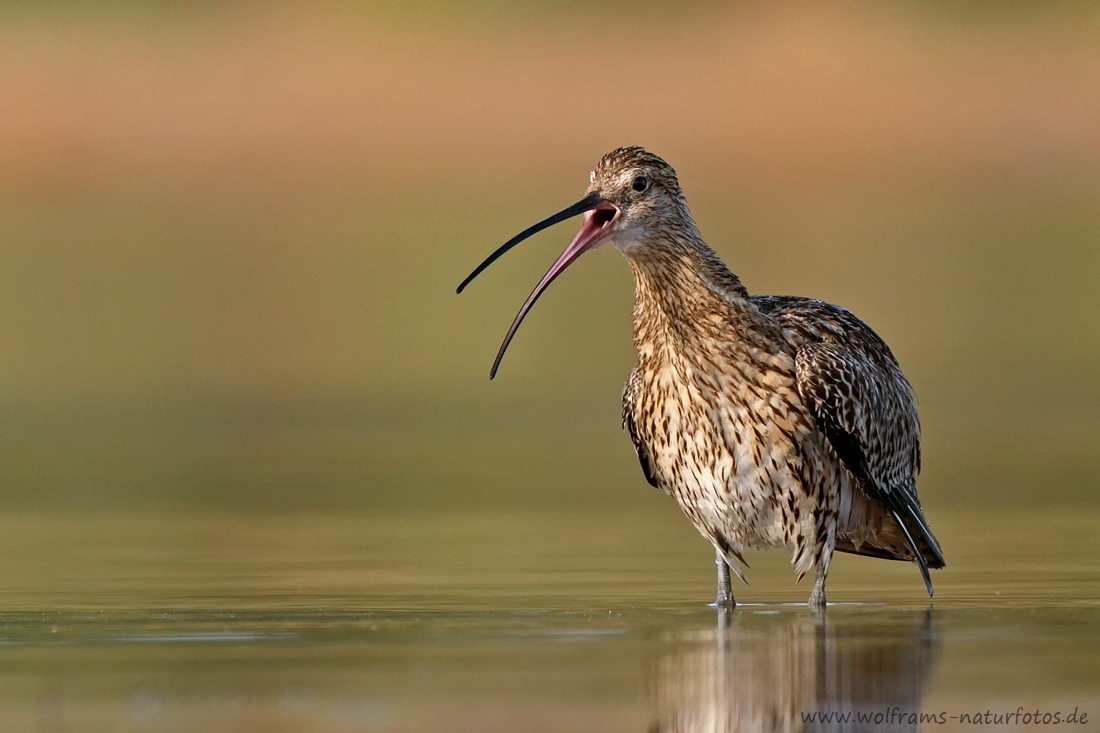 Der Ruf des Brachvogels ...