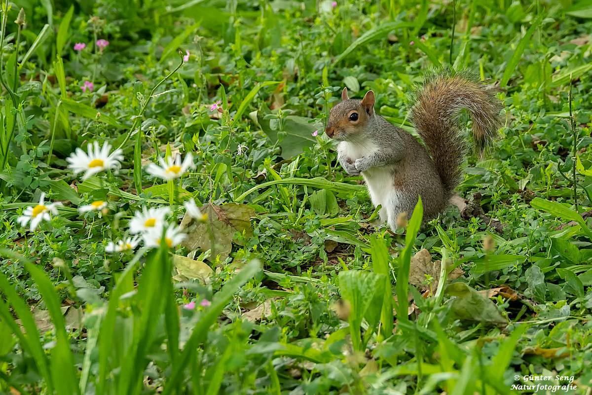 Kleiner Blumenfreund
