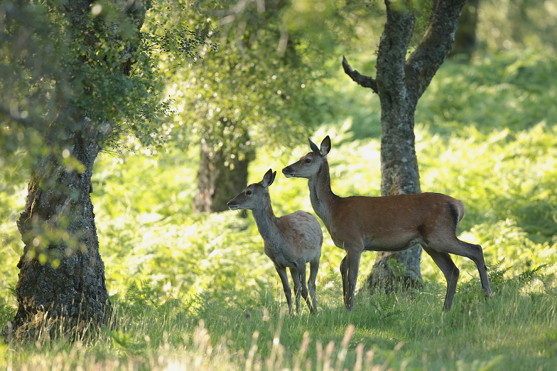 Red Deer..