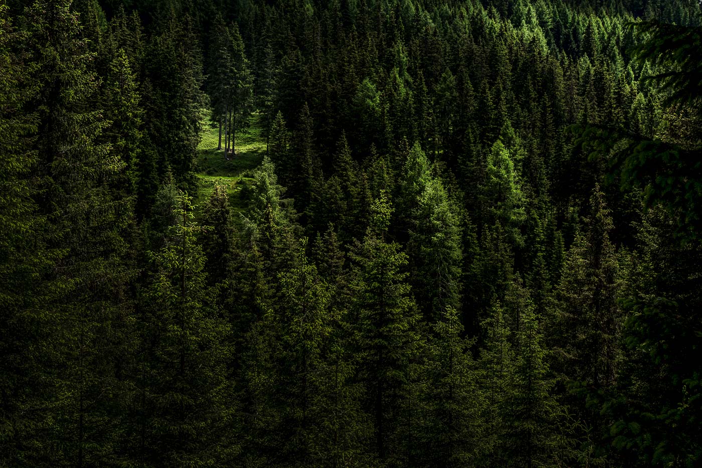 Wald - Gsieser Tal