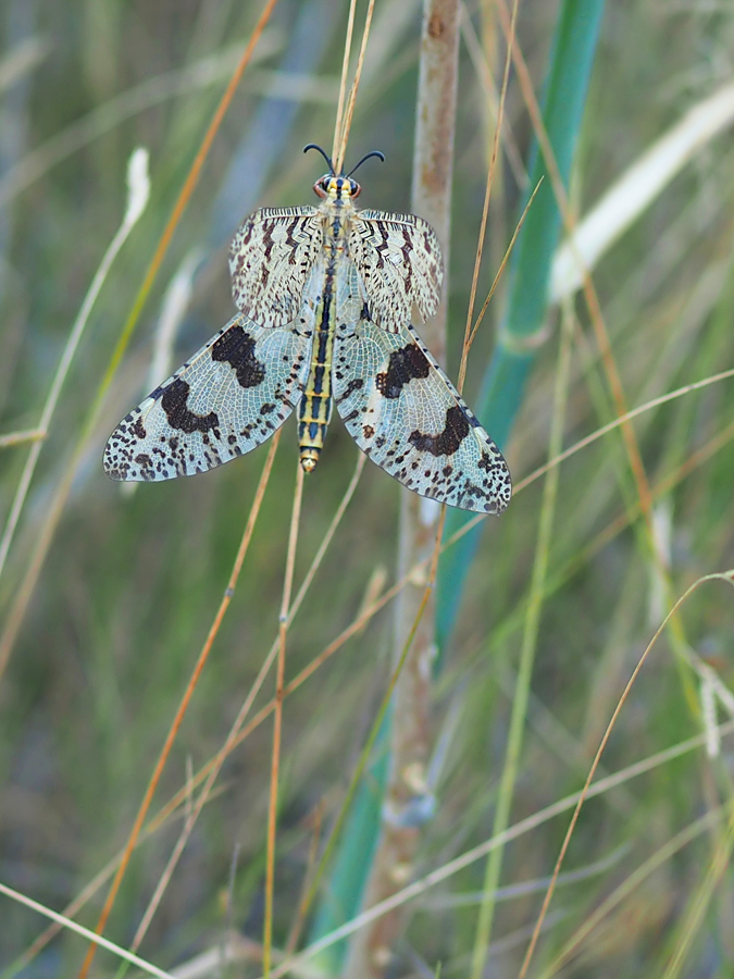 Libellenähnliche Ameisenjungfer (Palpares libelluloides)