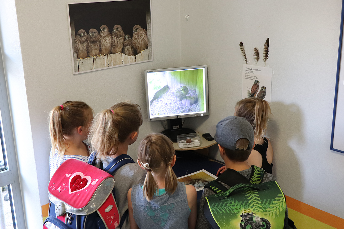 Turmfalkenprojekt 2018