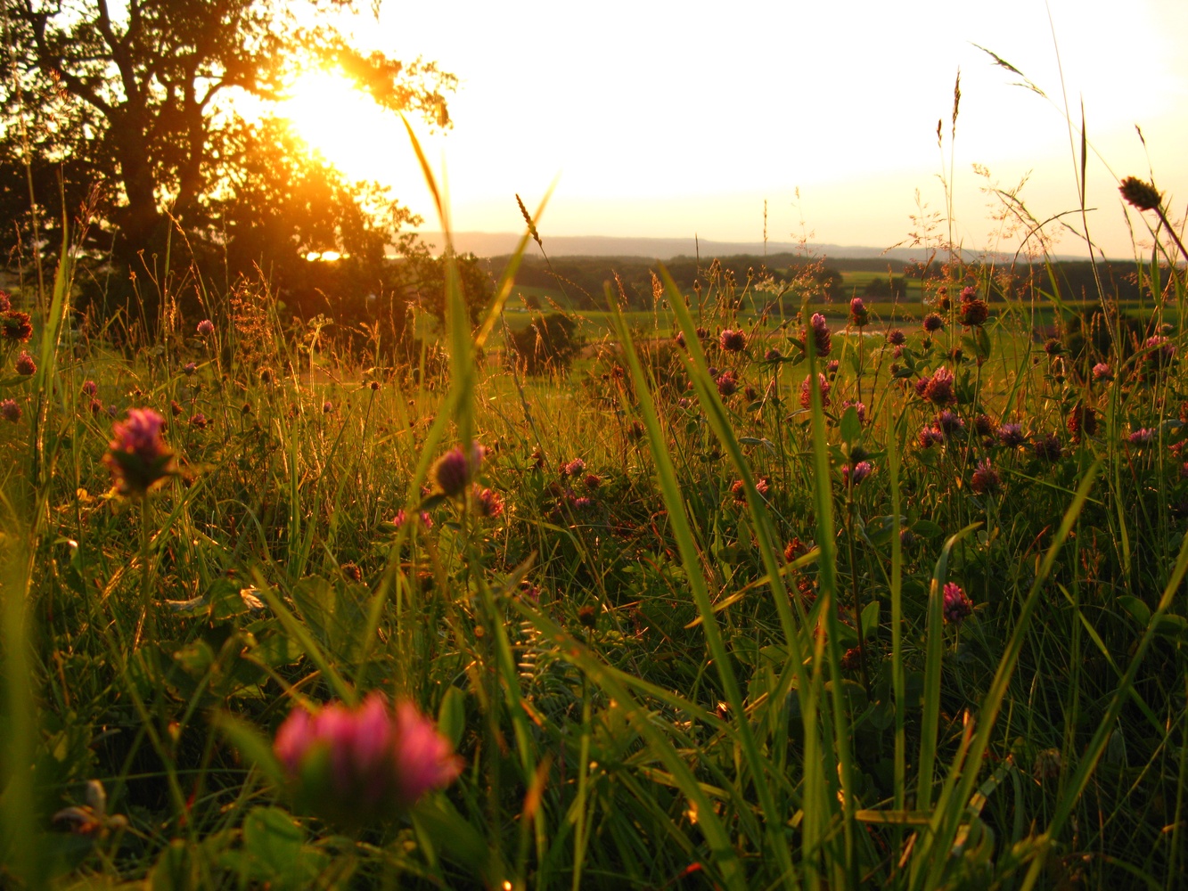 Blumenwiese im abendlichen Licht