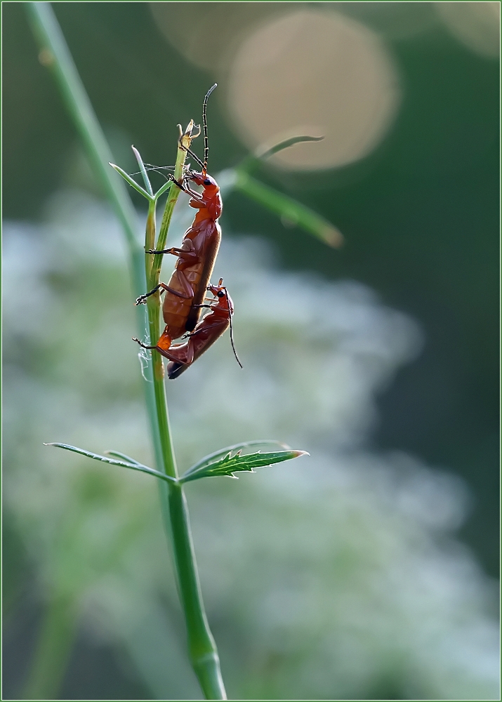 *Rote Weichkäfer*