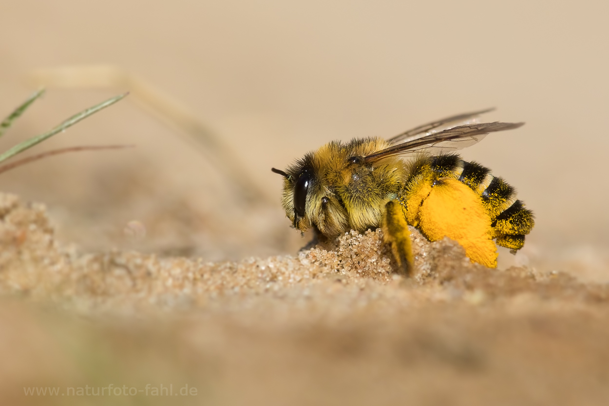 Gemeine Sandbiene??