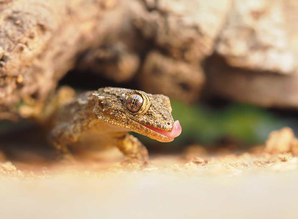 Gecko 