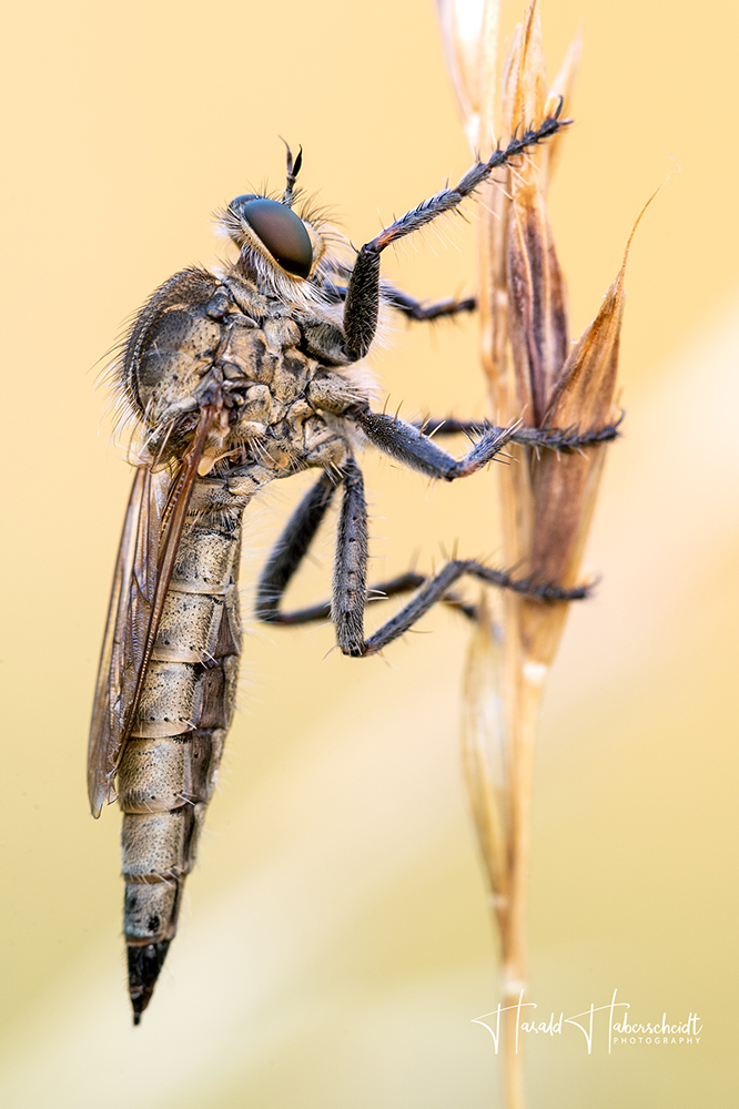 Schlichte Raubfliege (Machimus risticus) im letzten Licht