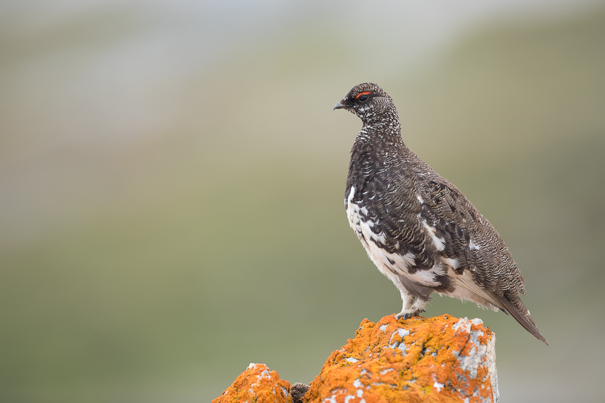 Alpenschneehuhn (Lagopus muta helvetica)