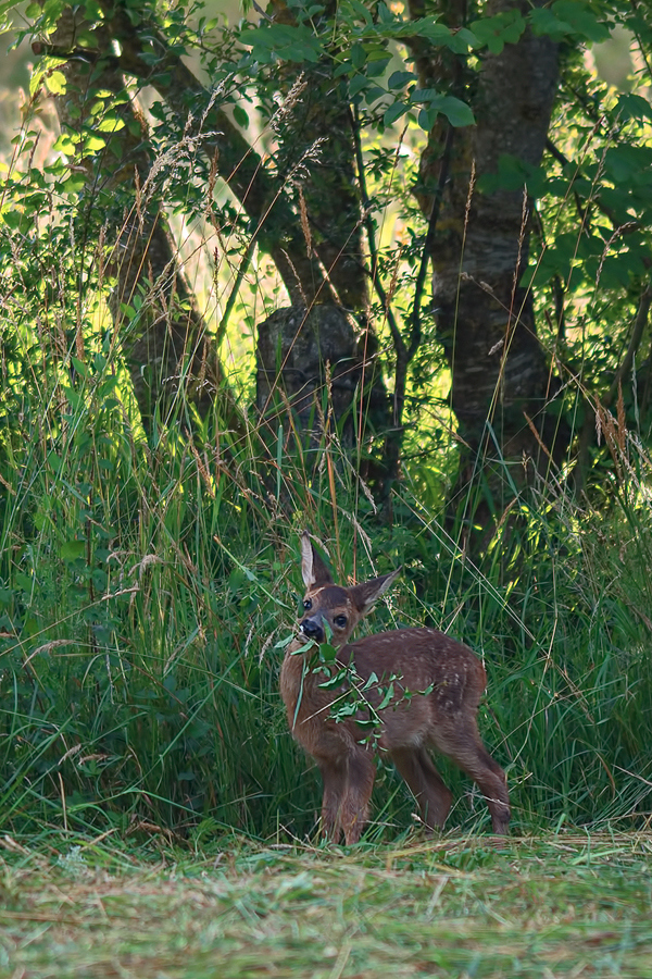 Am frühen Morgen (2)