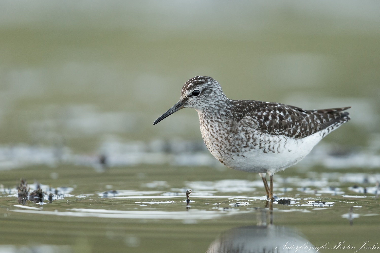 Bruchwasserläufer