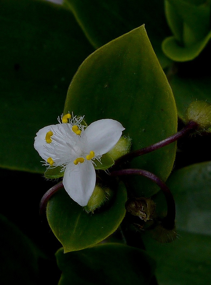GOTTESAUGE oder weißblühende Rio - Dreimasterblume (Tradescantia fluminensis , alternativ Tradescantia alba )
