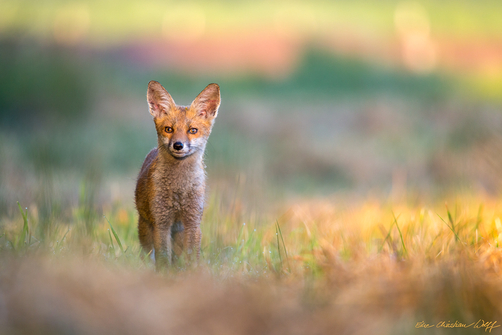 Jungfuchs am frühen Morgen