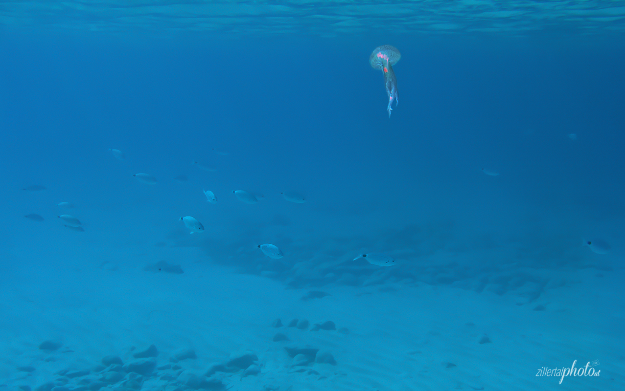 ins Meer einigschaut
