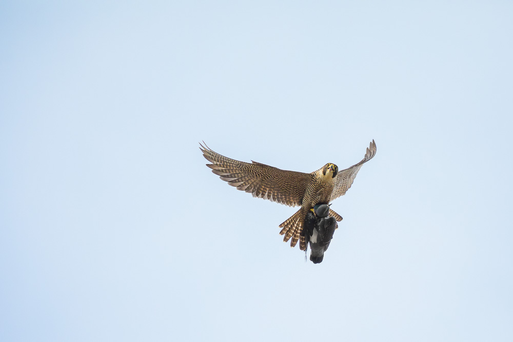 Wanderfalke, weiblicher Falke mit geschlagener Wildtaube