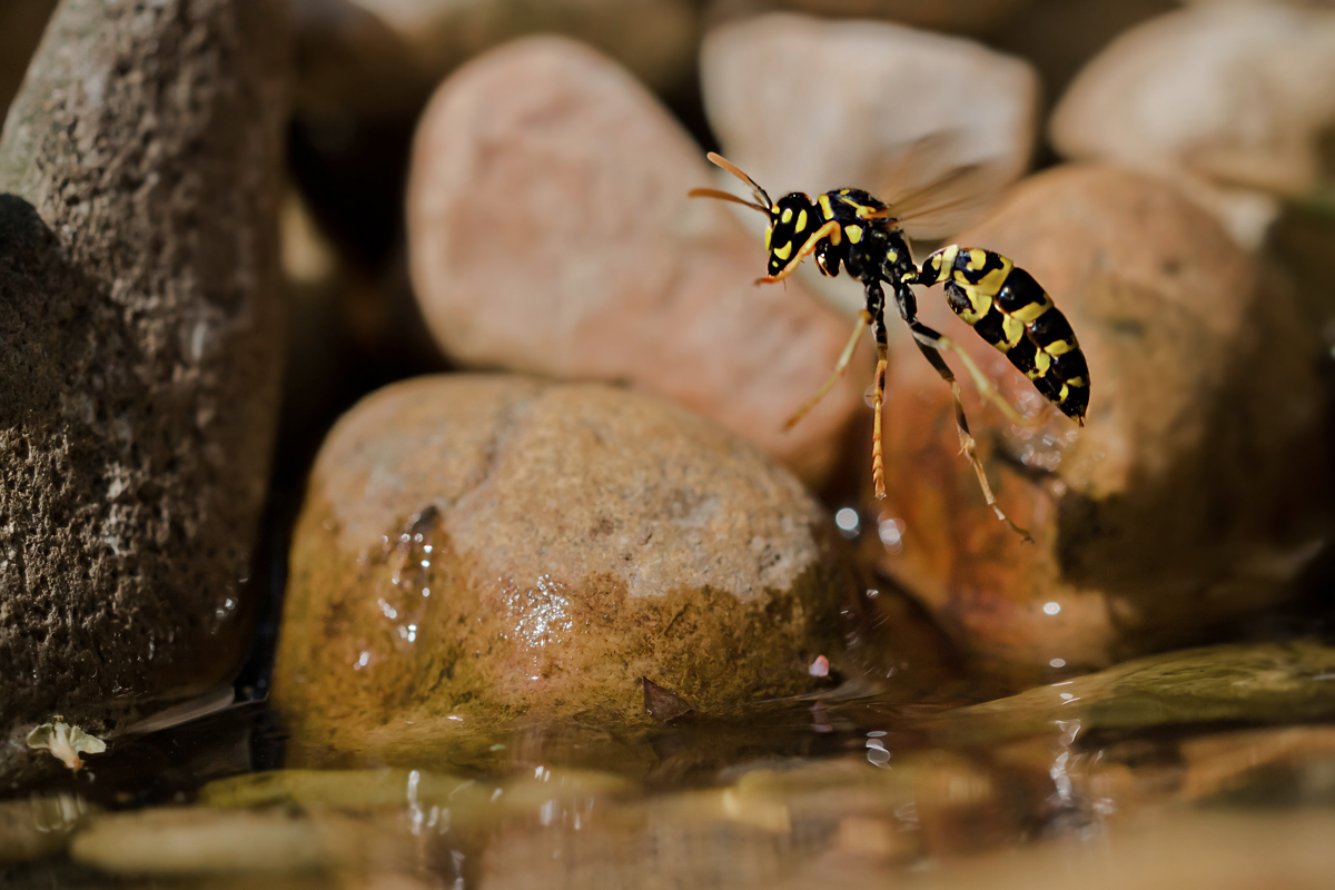 Wasserstart
