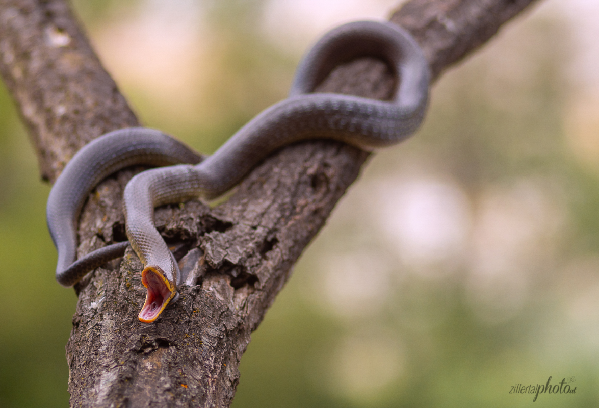 Boomslang, ..........