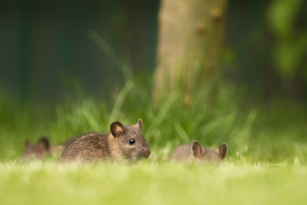 Kleine Ratten im Garten (Forum für Naturfotografen)