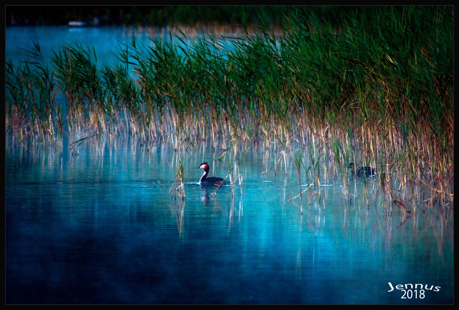 Morgenlicht Haubentaucher Schilf See Natur Vogel Tier Sonnenaufgang