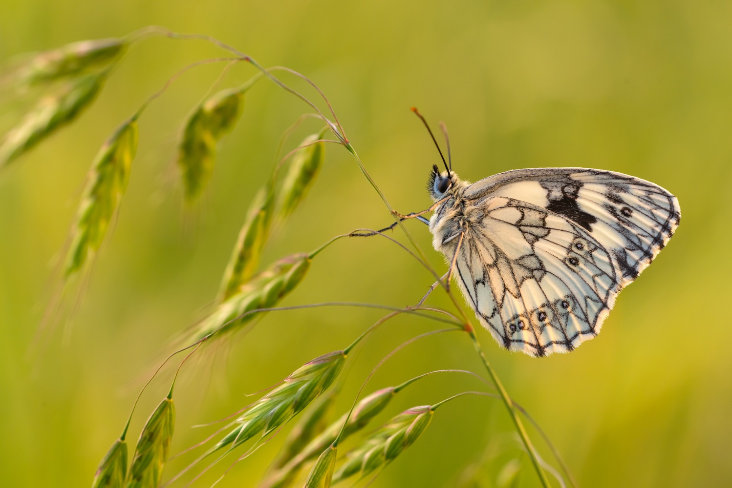 Melanargia galathea