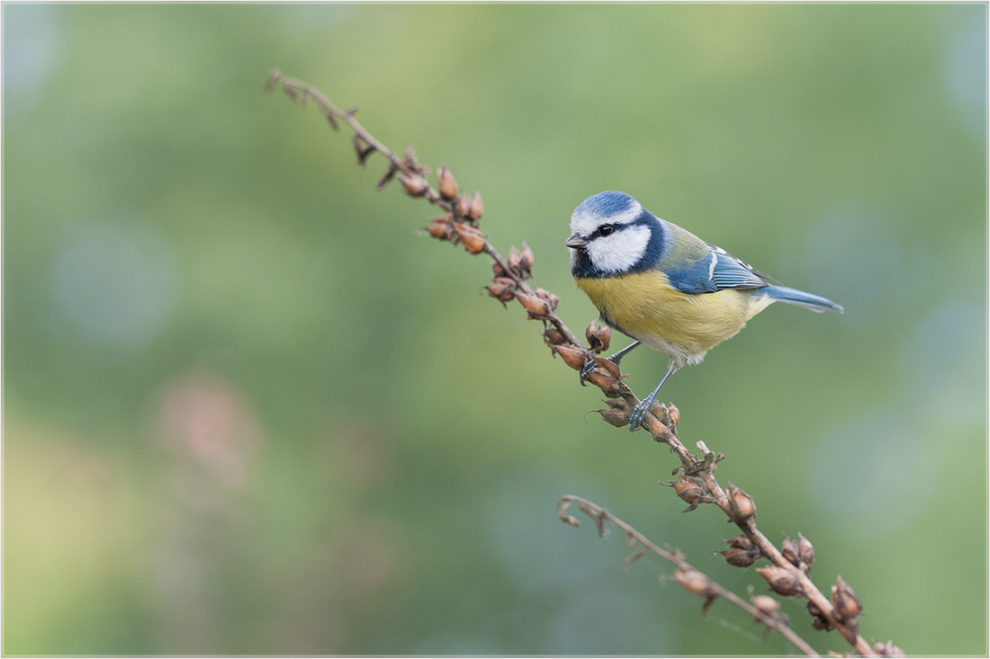 Blaumeise (Cyanistes caeruleus)