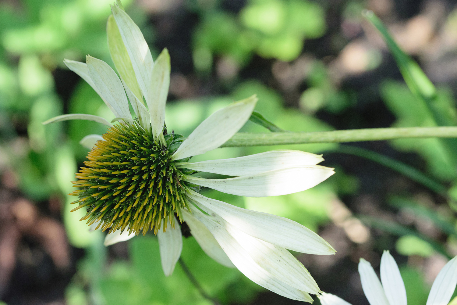 Weißblühender Sonnenhut (Echinacea), white coneflower