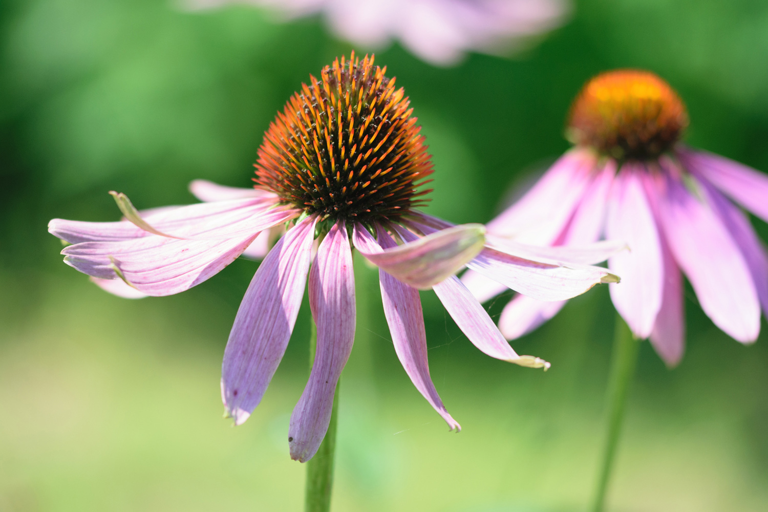 Purpur-Sonnenhut (Echinacea purpurea), purple coneflower