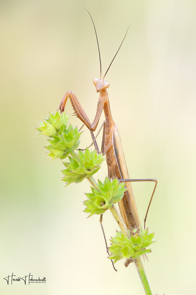 Naturfarben