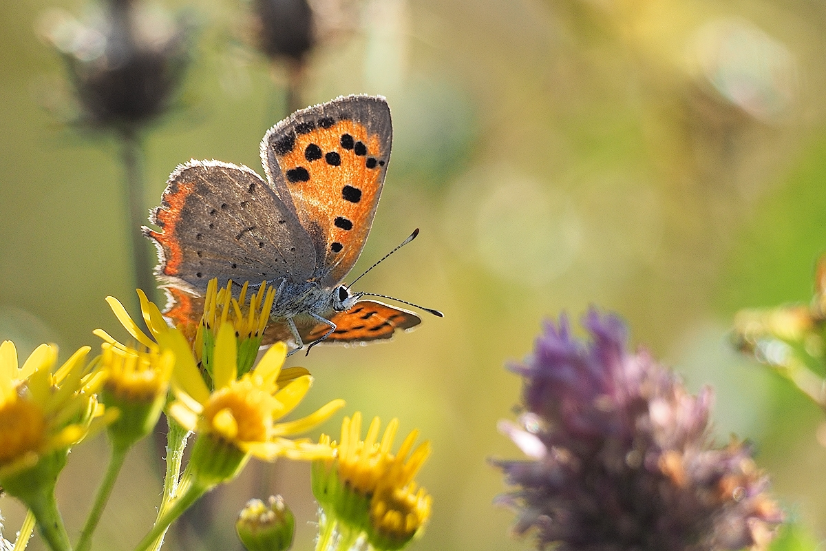 kleiner Feuerfalter (Lycaena phlaeas.) auf der Wiese am Morgen