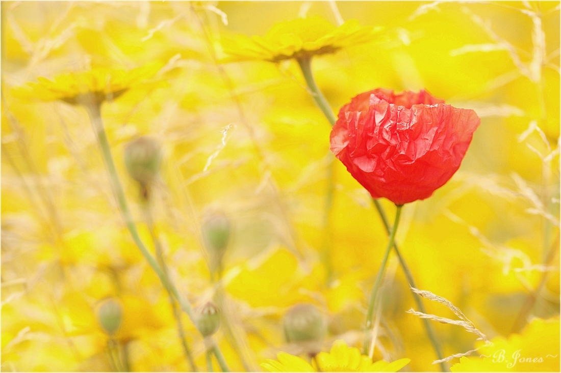 Sommer-Mohn