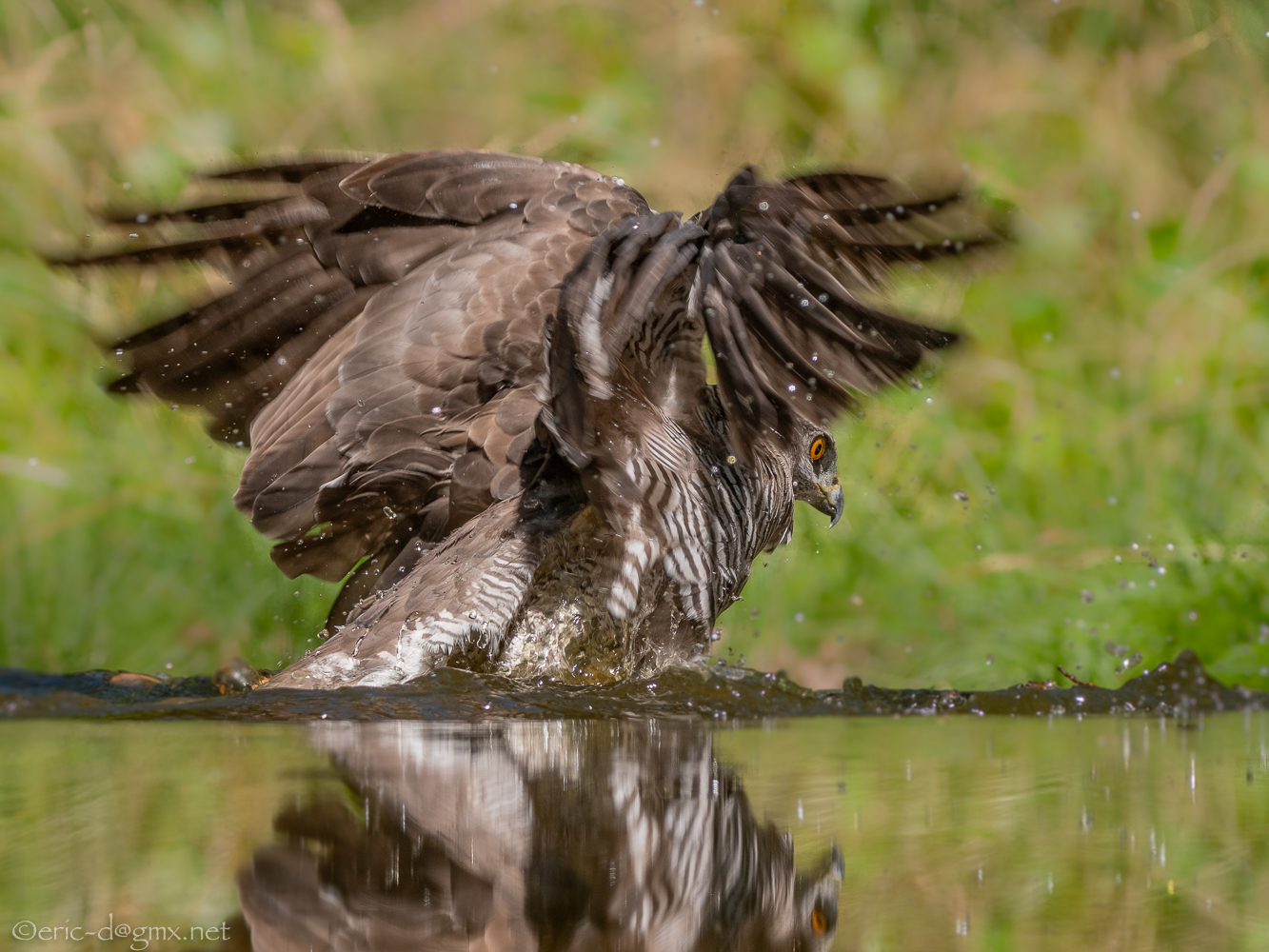 Habicht beim Baden