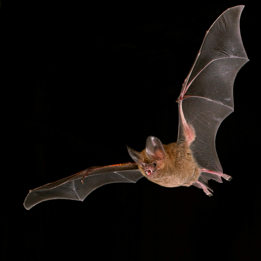 Fringe - lipped Bat ( Trachops cirrhosus ) Fransenlippenfledermaus